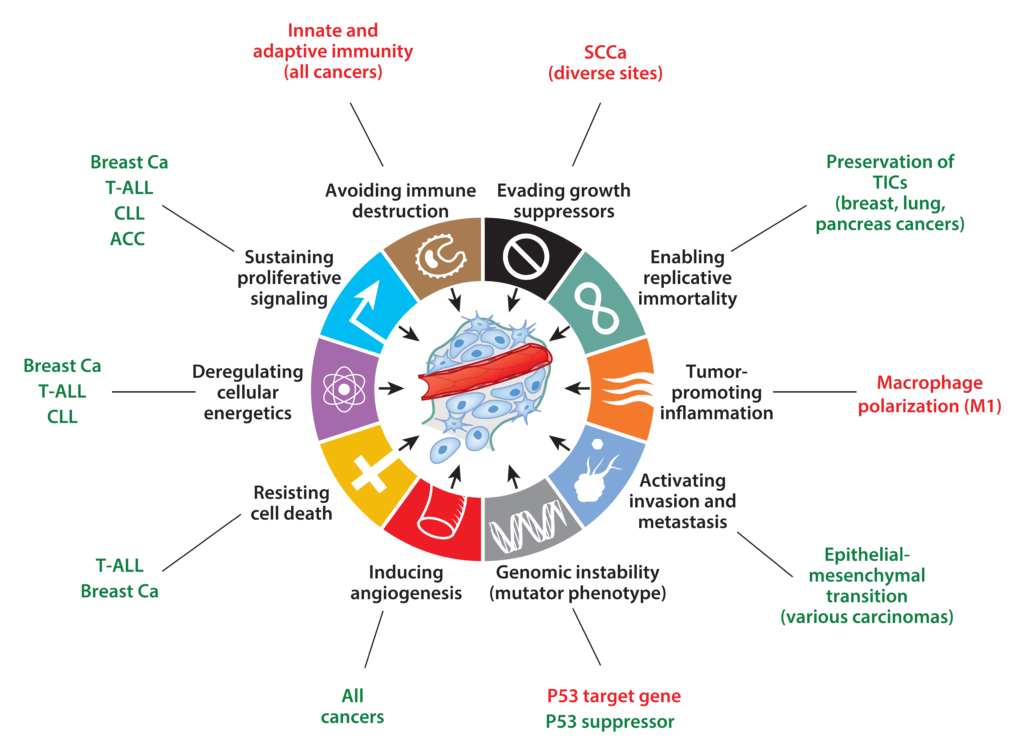 Cancer hallmarks proposed to be influenced by Notch signaling. Positive (oncogenic) effects (green) and tumor suppressive effects (red)
 are shown. Abbreviations: ACC, adenoid cystic carcinoma; breast Ca, breast carcinoma; CLL, chronic lymphocytic leukemia; SCCa, squamous cell carcinoma; T-ALL, T cell acute lymphoblastic leukemia; TIC, tumor-initiating cell. (Aster et al., 2017).